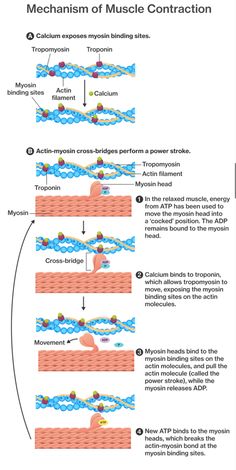 muscle contraction Cross Bridge Cycle, Skeletal Muscle Contraction, Muscle Contraction Model, Mechanism Of Muscle Contraction, Muscle Contraction Notes, Sarcomere Diagram, Muscle Contraction Steps, Actin Myosin, The Muscular System