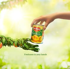 a hand holding a can of peaches in front of an orange tree with leaves