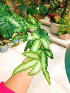 a person's hand holding a green plant in front of some potted plants