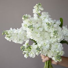 a person holding a bouquet of white flowers