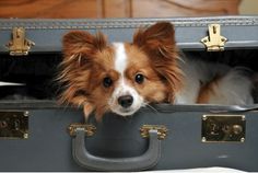 a brown and white dog sitting in a suitcase