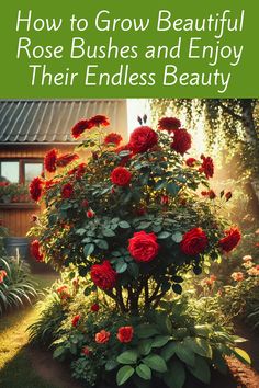 the cover of how to grow beautiful rose bushes and enjoy their endless beauty, featuring red flowers