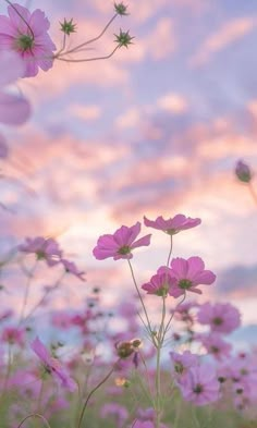 aesthetic pink cosmos wallpaper Pink Flower Wallpaper, Simple Flower Drawing, Flower Background Iphone, Wild Flower Meadow, Love Pink Wallpaper, Nature Iphone Wallpaper