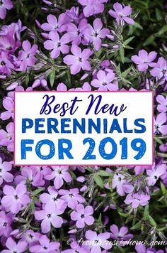 purple flowers with the words best new perennials for 2019