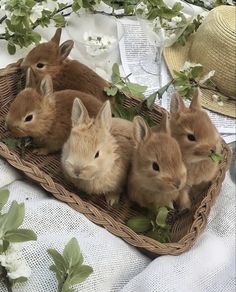 a group of rabbits sitting in a basket