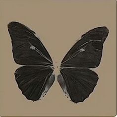 a black butterfly with white markings on it's wings is seen in this image