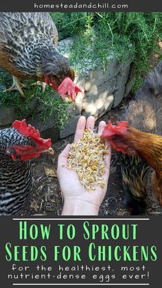 the hands are holding seeds for chickens to eat