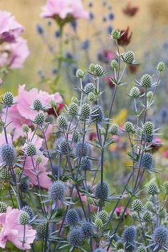 pink flowers are blooming in the field with green stems and purple petals on them