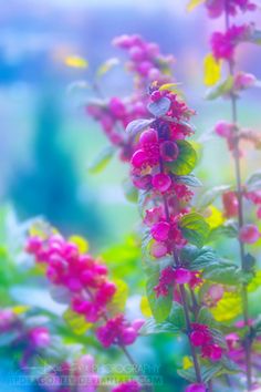 pink flowers with green leaves in the foreground