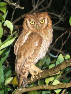 an owl sitting on top of a tree branch