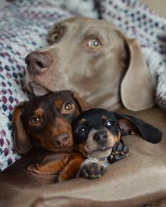 two dachshund puppies laying on a blanket looking up at the camera