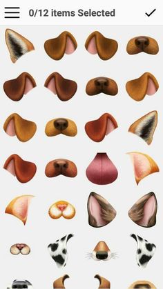 an image of different types of animal noses