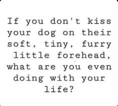 a quote that says if you don't kiss your dog on their soft, tiny, furry little forehead, what are you even doing with your life?