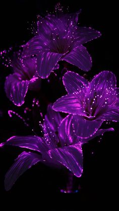 purple flowers with water droplets on them in the dark night time, lit up by bright lights