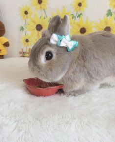 a rabbit with a bow on its head eating out of a bowl