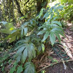 a green plant growing out of the ground next to a tree and some bushes in the background