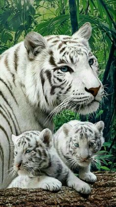 two white tiger cubs sitting next to each other