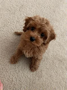 a small brown dog sitting on top of a white carpet next to a persons hand