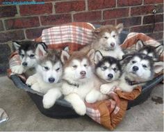 a group of puppies sitting in a dog bed