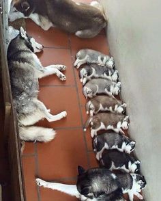 several dogs are lined up in a row on the floor next to each other and one dog is laying down