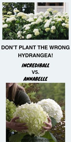 two pictures with white flowers and the words don't plant the wrong hydrangea