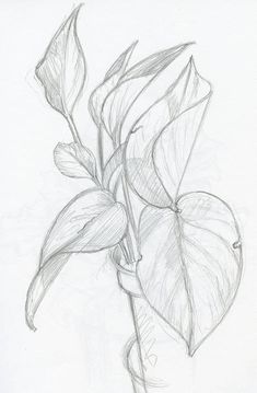 a pencil drawing of a plant with leaves