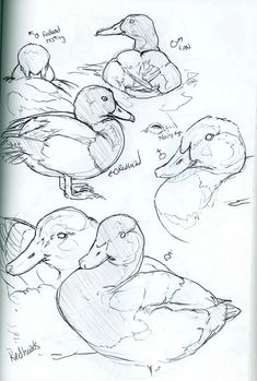 three ducks sitting on top of each other in a sketch book with one duck looking at the camera