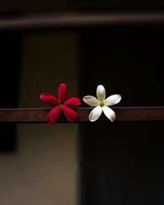 two red and white flowers sitting on top of a wooden rail