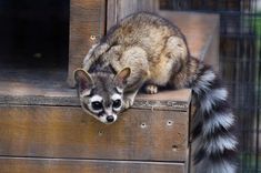 a small raccoon sitting on top of a wooden box