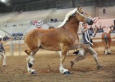 a man leading a horse around an arena with other people watching from the bleachers