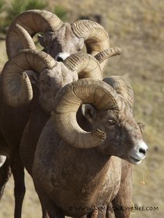 three rams with large horns standing in the dirt