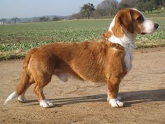 a large brown and white dog standing on top of a dirt road next to a field