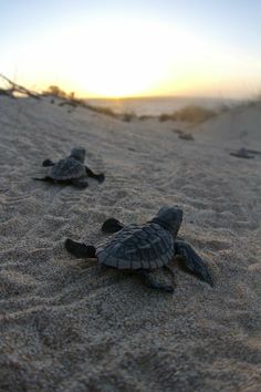 two baby sea turtles make their way up the beach to the ocean at sunset or dawn