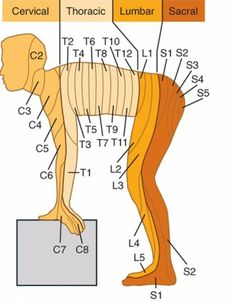 Punkty Spustowe, Bolesti Chrbta, Human Body Anatomy, Spine Health, Medical School Studying, Medical School Essentials, Muscle Anatomy, Human Anatomy And Physiology, Medical Anatomy