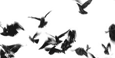 black and white photograph of birds flying in the sky