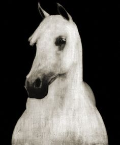 black and white photograph of a horse with its head turned to the side, in front of a black background