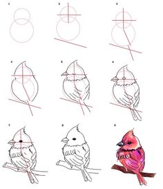 how to draw a bird sitting on top of a tree branch with different angles and colors