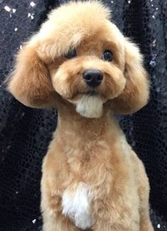 a small brown dog sitting on top of a chair