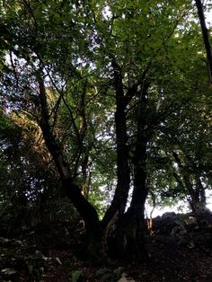 an area with many trees and leaves on the ground, including one large tree in the foreground