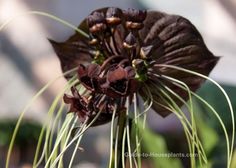 a close up of a flower with long green stems and dark brown flowers on it