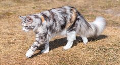 a cat walking across a dry grass covered field