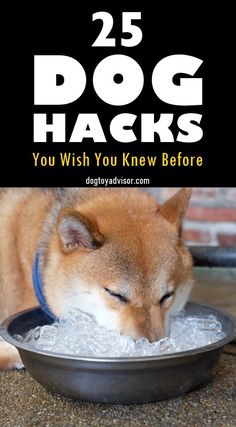 a dog is eating out of a bowl with ice in it and the title reads 25 dog hacks you wish you knew before