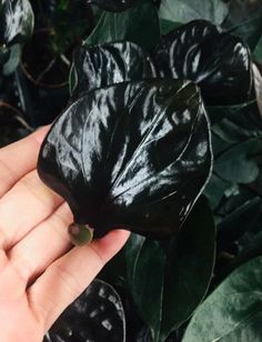 Black Anthurium Black Anthurium, Pink Anthurium, Red Anthurium, Anthurium Plant, Midnight Garden, Black Garden