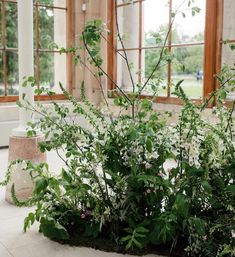 some white flowers and green plants in a room