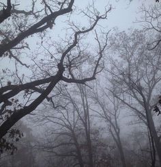 trees in the fog with no leaves on them