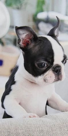 a small black and white dog sitting on top of a couch