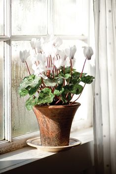 a potted plant sitting on top of a window sill next to a window