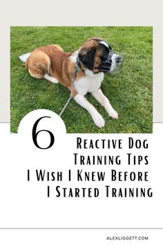 a brown and white dog laying on top of green grass with the words 6 reactive dog training tips i wish i knew before i started training