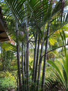 there are many palm trees in the garden