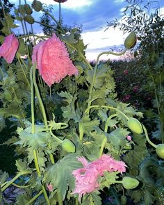 pink flowers are growing in the middle of a garden with green leaves and purple flowers